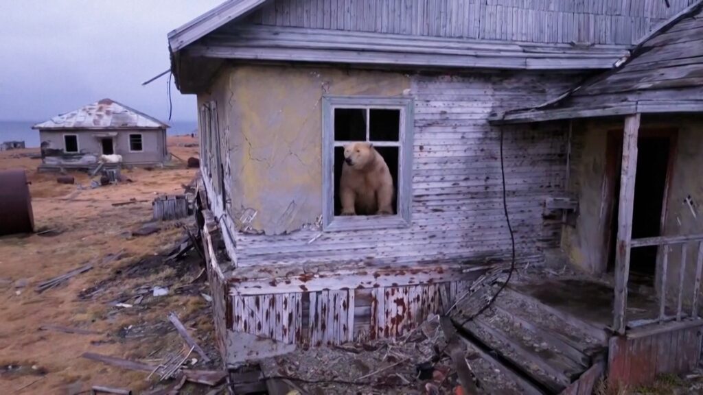 AI-Powered Radar Is Protecting Polar Bears